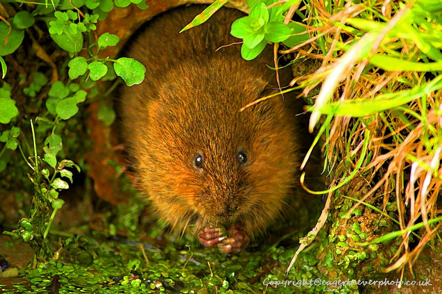 UK British Wildlife Art & Photography by Christopher Beever 67