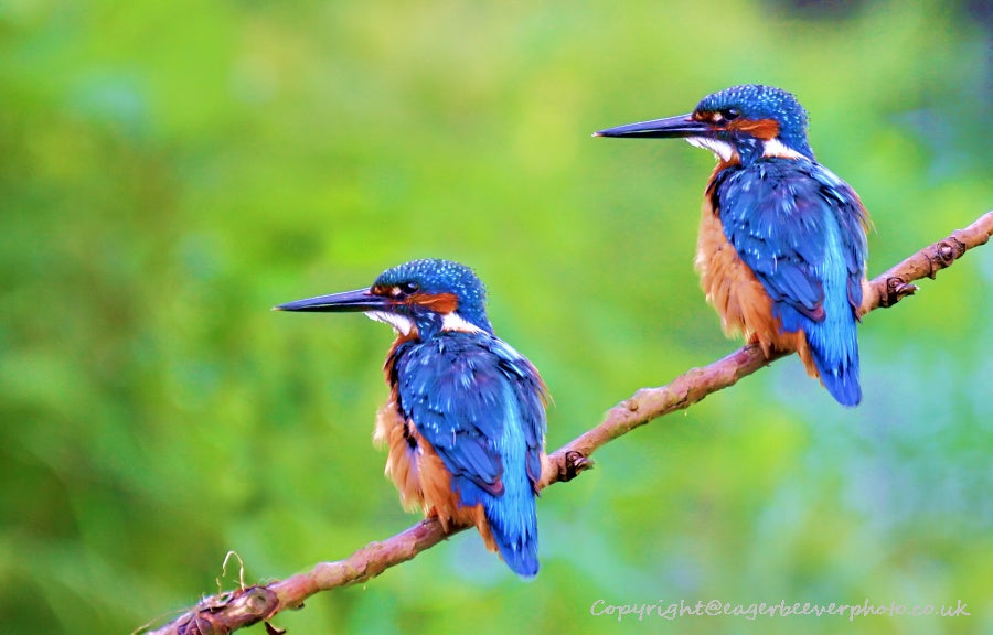 UK British Wildlife Art & Photography by Christopher Beever 68