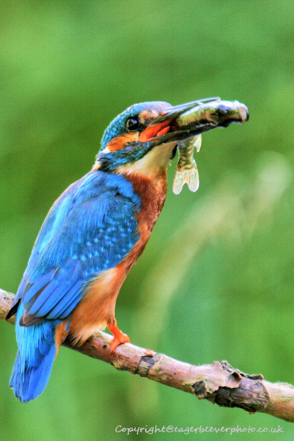 UK British Wildlife Art & Photography by Christopher Beever 74