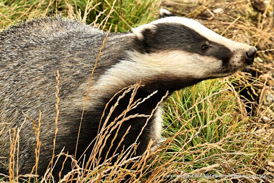 UK British Wildlife Art & Photography by Christopher Beever 76