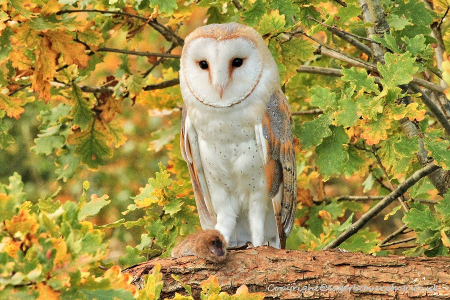 UK British Wildlife Art & Photography by Christopher Beever 78