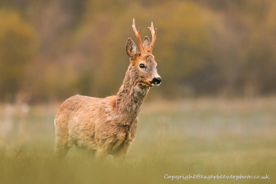 UK British Wildlife Art & Photography by Christopher Beever 79