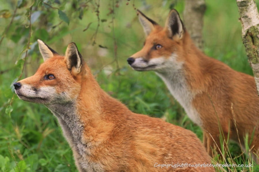 UK British Wildlife Art & Photography by Christopher Beever 7