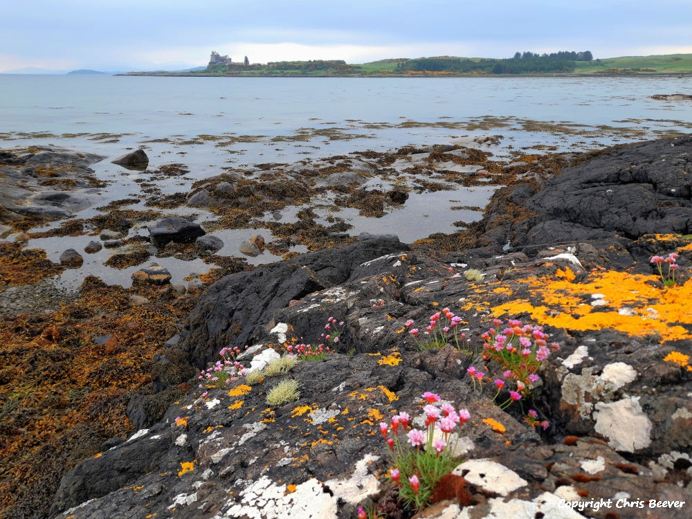 Duart Bay Isle of Mull Scotland Landscape Art by Christopher Beever 12
