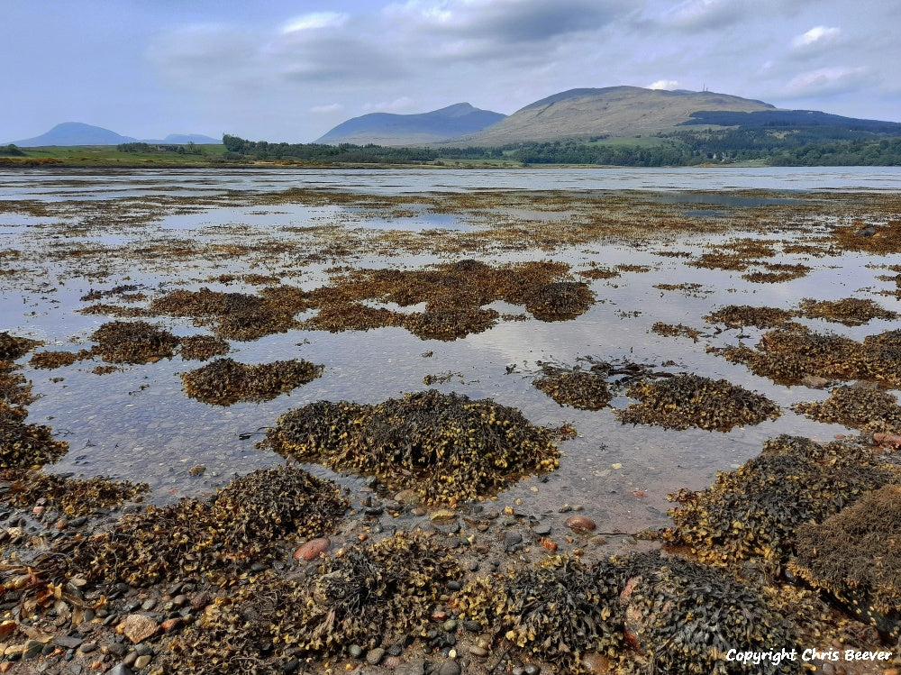 Duart Bay Isle of Mull Scotland Landscape Art by Christopher Beever 5