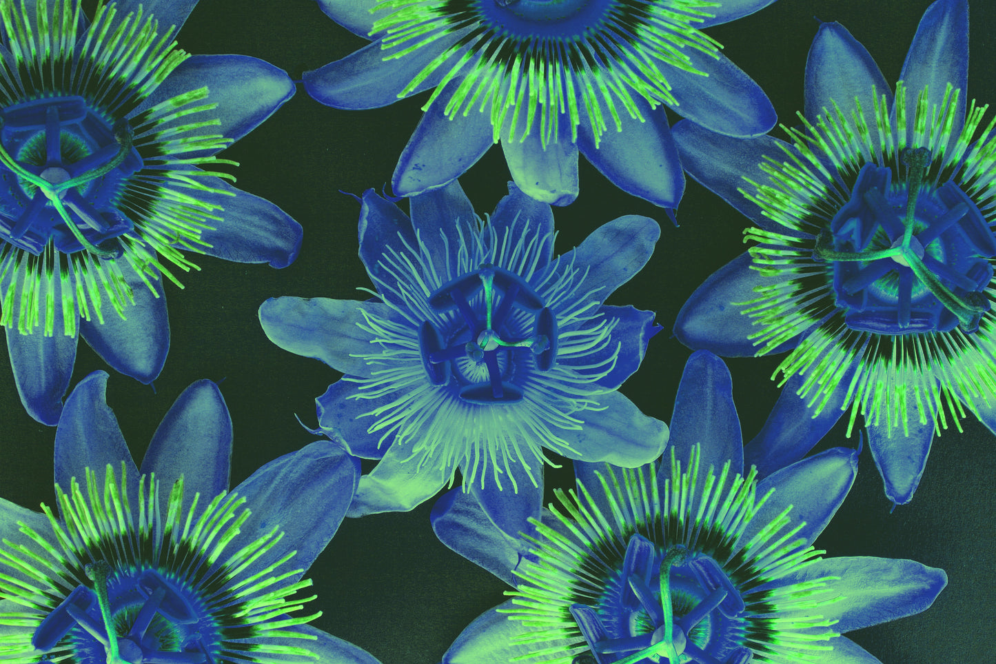 Flower Art & Photography by UK Artist & Photographer Chris Beever 11