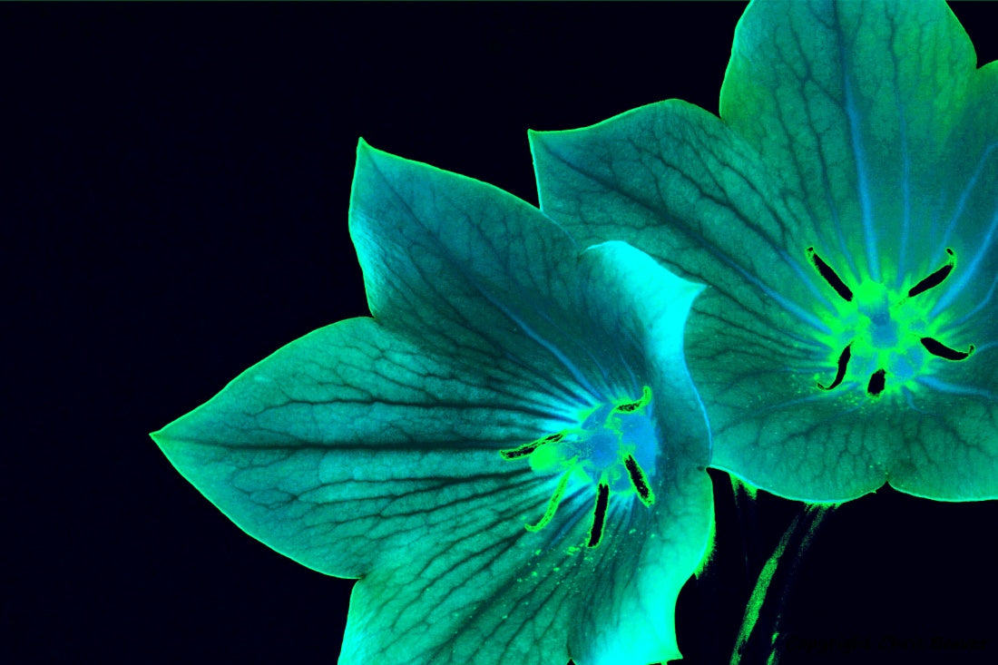 Flower Art & Photography by UK Artist & Photographer Chris Beever 18