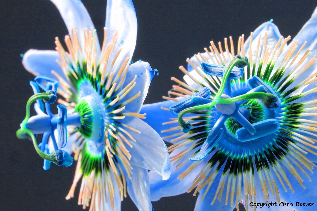 Flower Art & Photography by UK Artist & Photographer Chris Beever 19