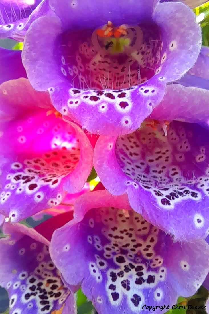 Flower Art & Photography by UK Artist & Photographer Chris Beever 20