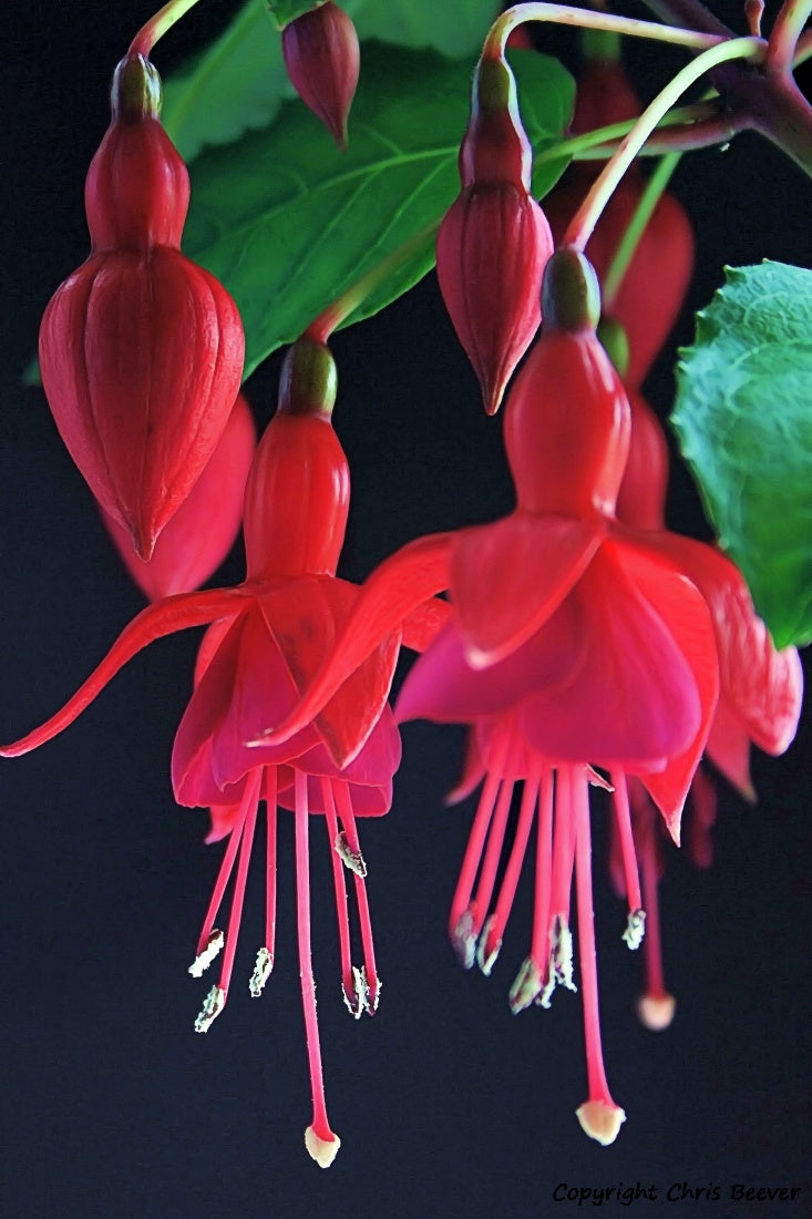 Flower Art & Photography by UK Artist & Photographer Chris Beever 22