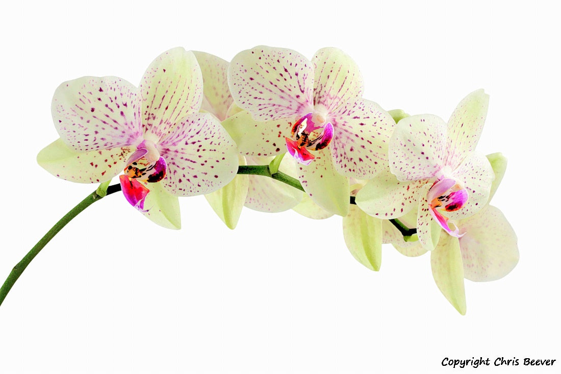 Flower Art & Photography by UK Artist & Photographer Chris Beever 31