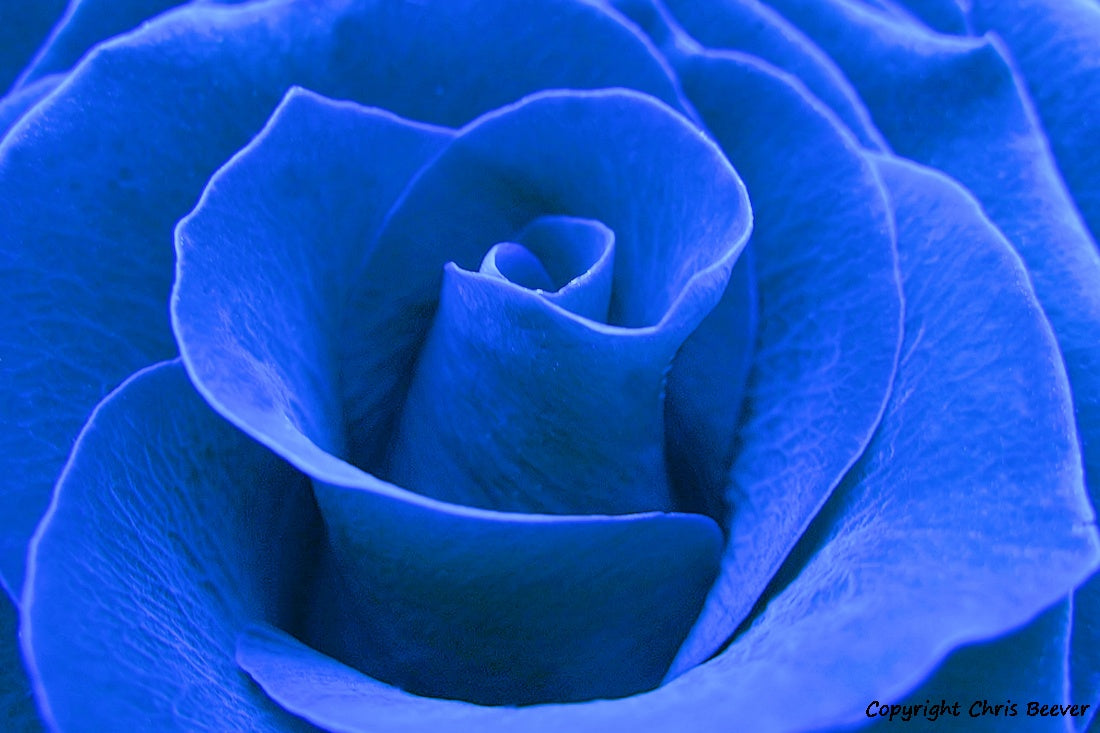 Flower Art & Photography by UK Artist & Photographer Chris Beever 4