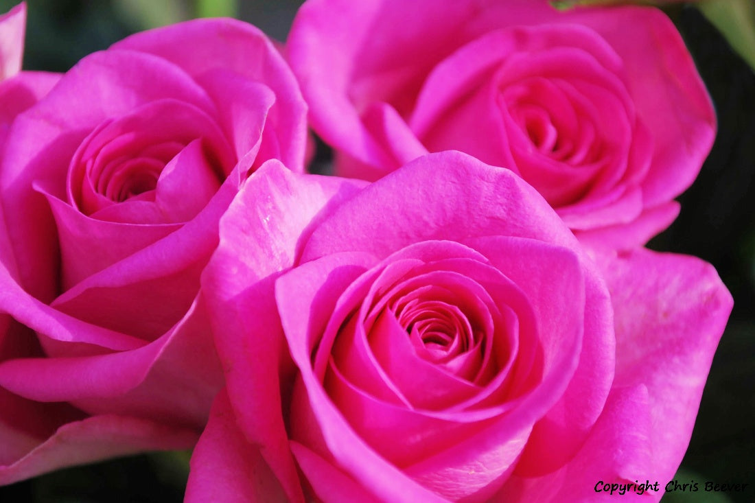 Flower Art & Photography by UK Artist & Photographer Chris Beever 53