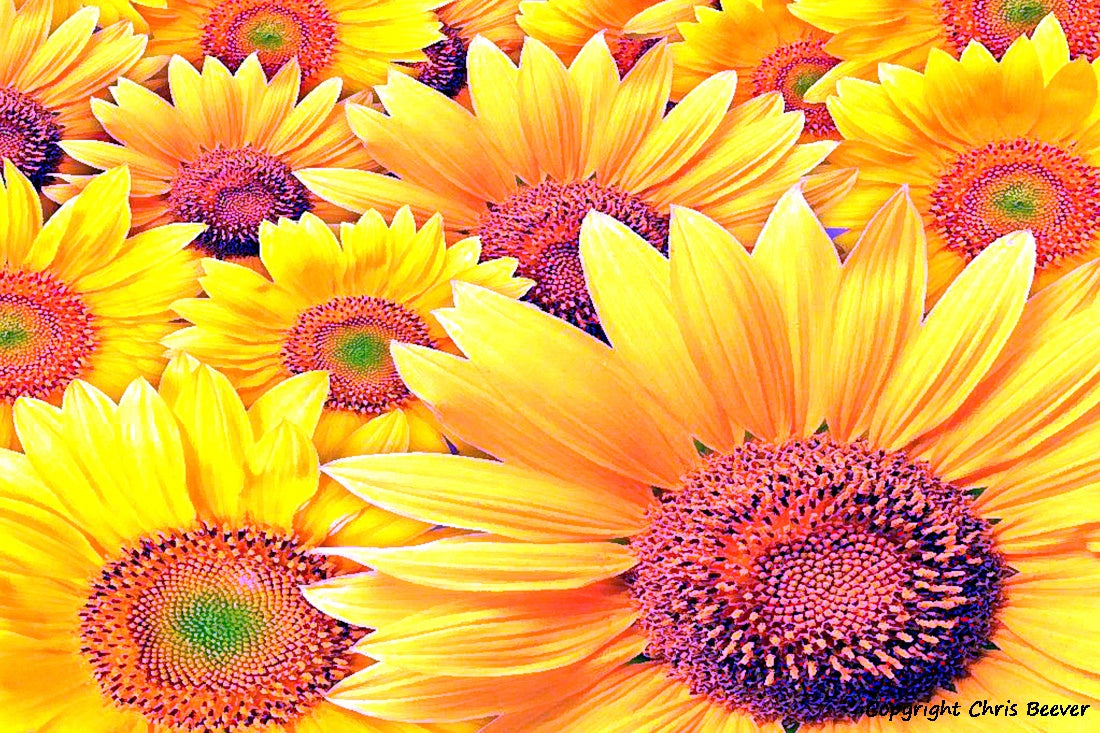 Flower Art & Photography by UK Artist & Photographer Chris Beever 54