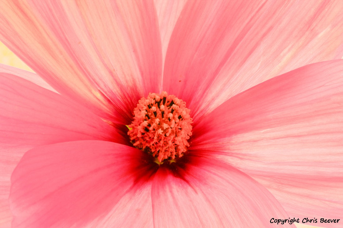 Flower Art & Photography by UK Artist & Photographer Chris Beever 56
