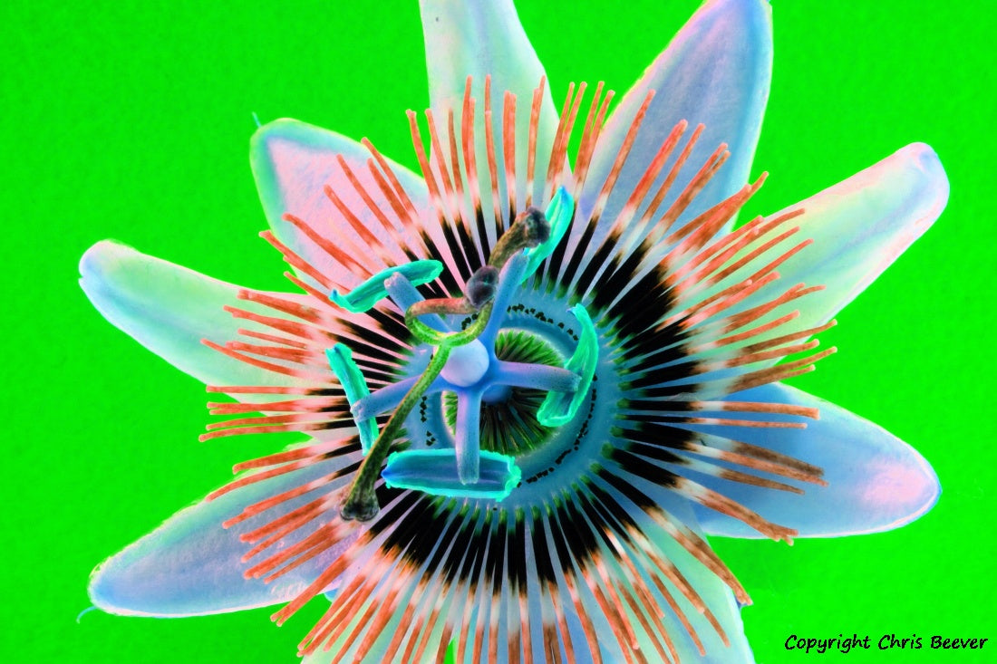 Flower Art & Photography by UK Artist & Photographer Chris Beever 57