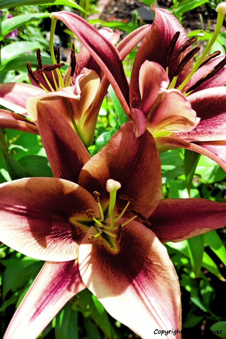 Flower Art & Photography by UK Artist & Photographer Chris Beever 58