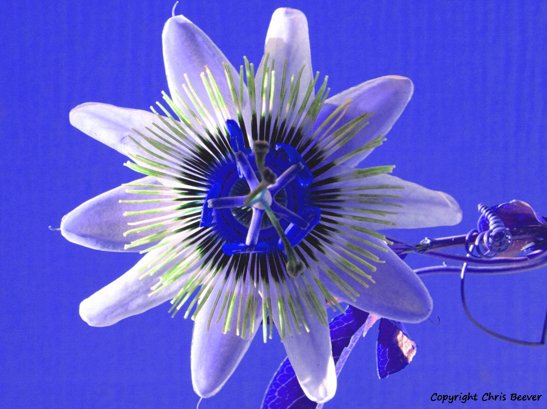 Flower Art & Photography by UK Artist & Photographer Chris Beever 59