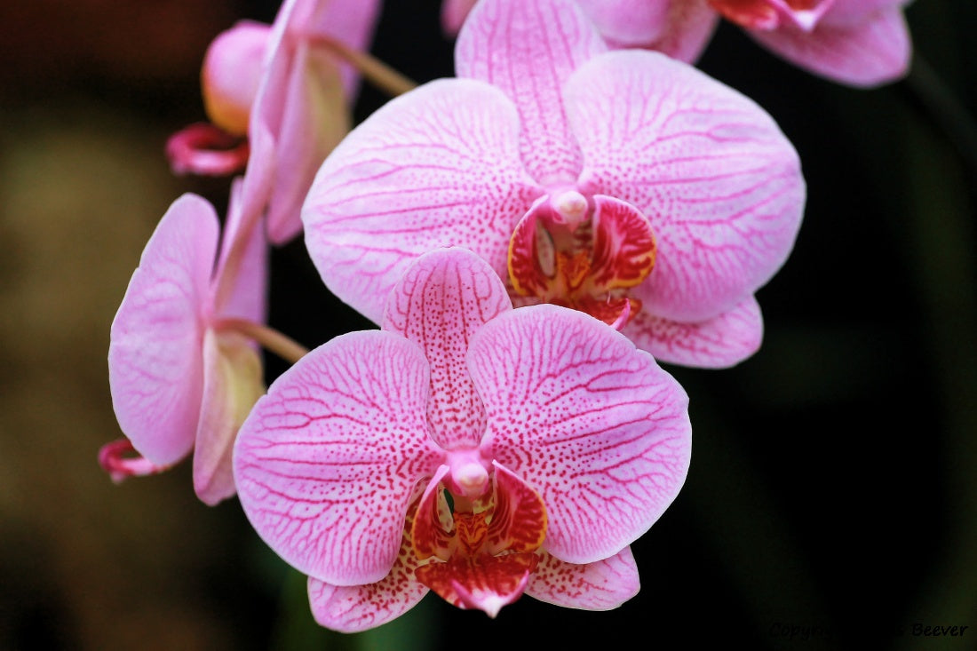 Flower Art & Photography by UK Artist & Photographer Chris Beever 6