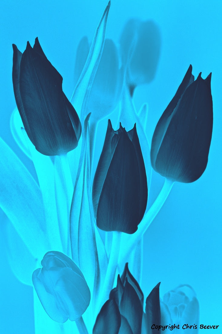 Flower Art & Photography by UK Artist & Photographer Chris Beever 60