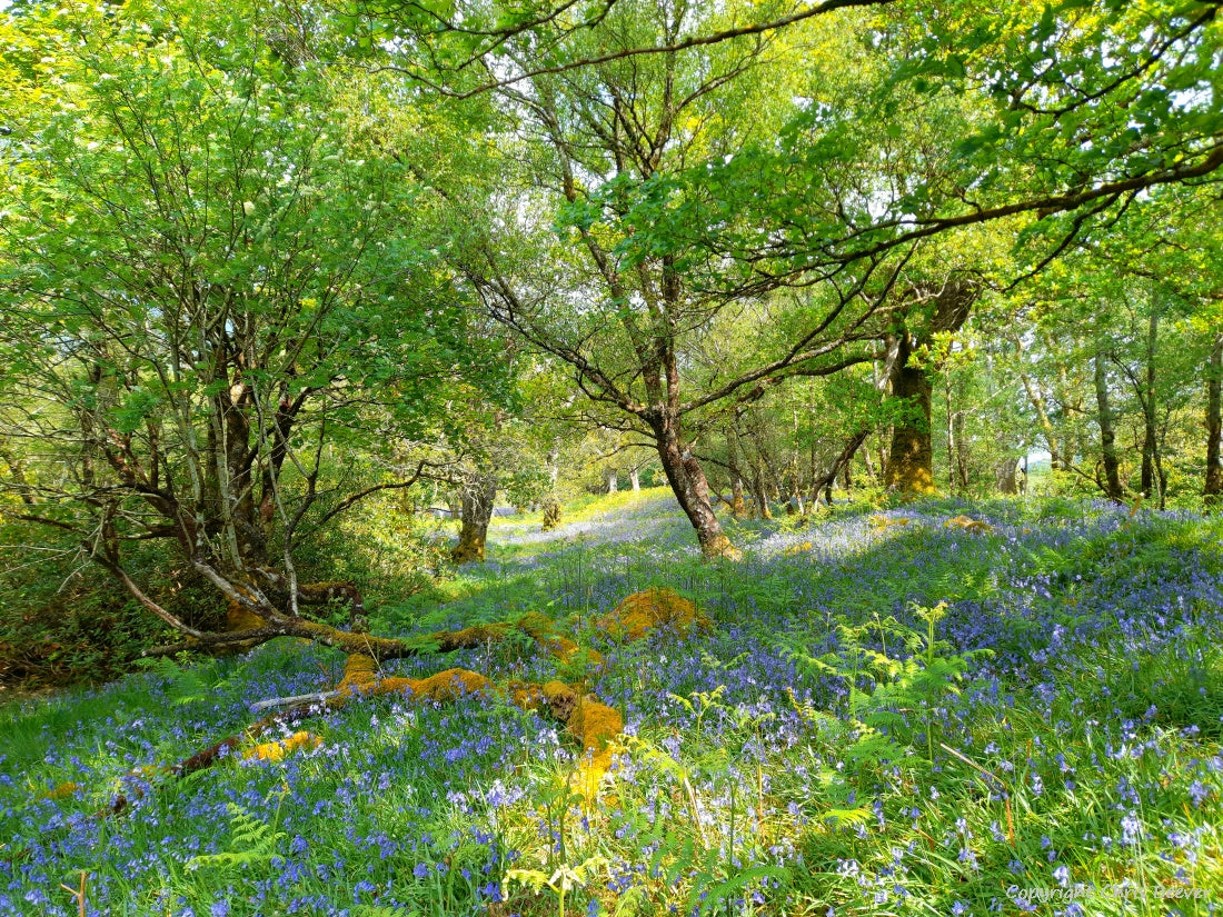 Gruline Bluebell Wood Isle of Mull Landscape Art by Chris Beever 10