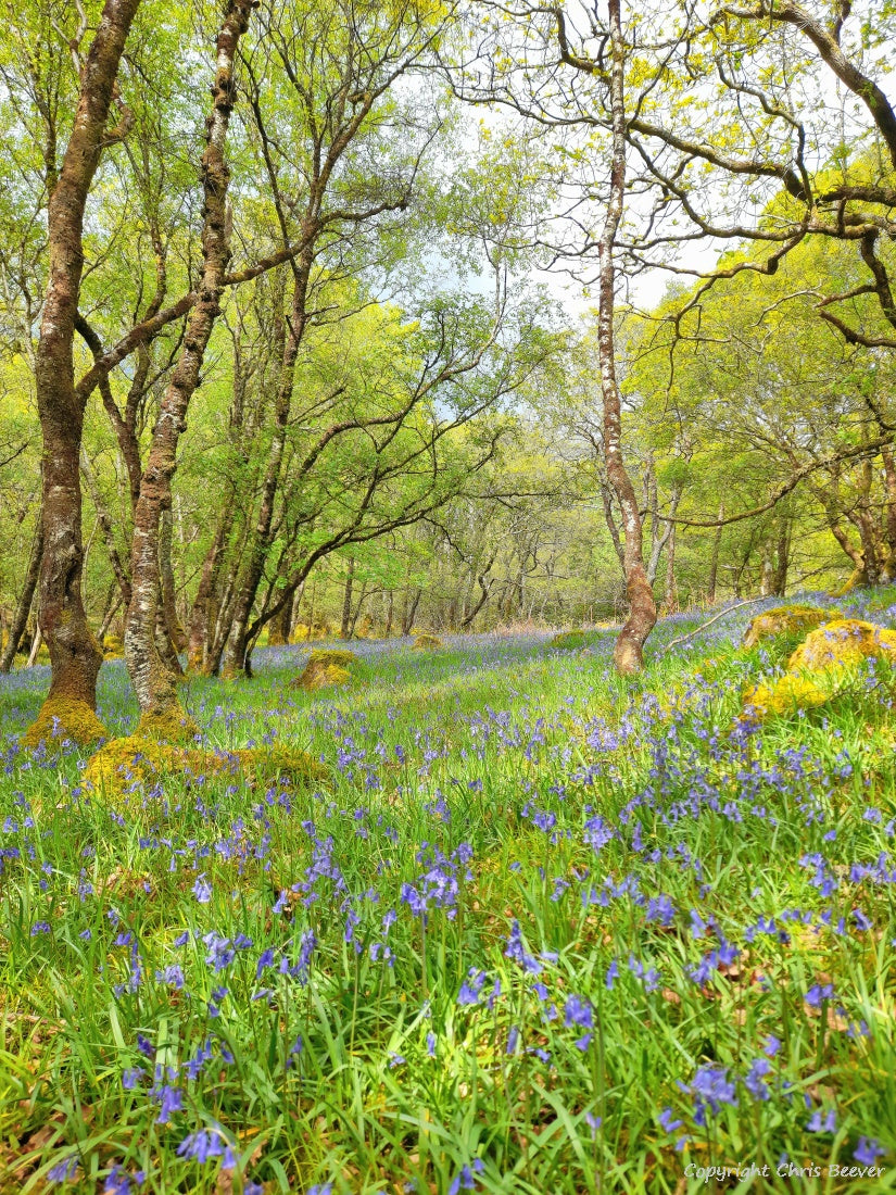 Gruline Bluebell Wood Isle of Mull Landscape Art by Chris Beever 11