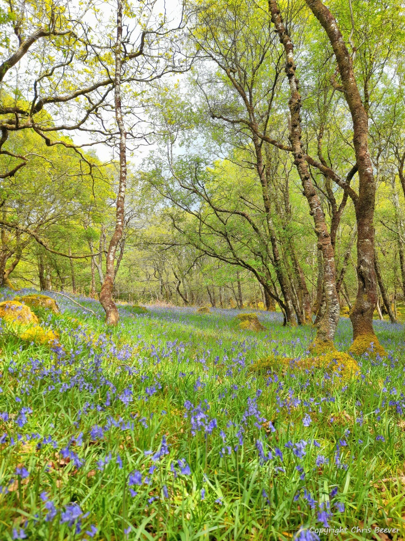 Gruline Bluebell Wood Isle of Mull Landscape Art by Chris Beever 4