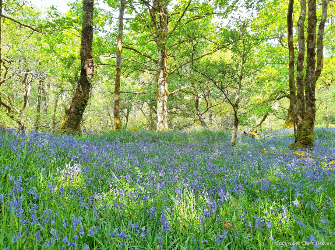 Gruline Bluebell Wood Isle of Mull Landscape Art by Chris Beever 5