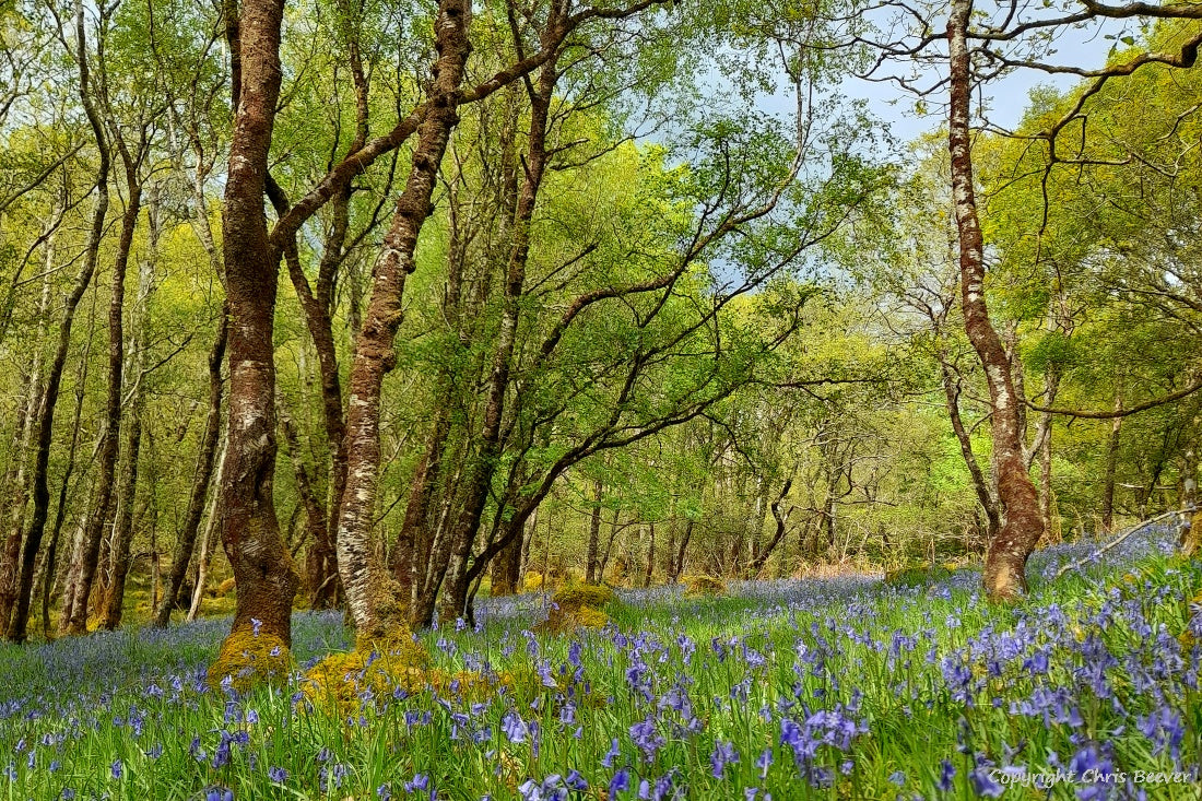 Gruline Bluebell Wood Isle of Mull Landscape Art by Chris Beever 6