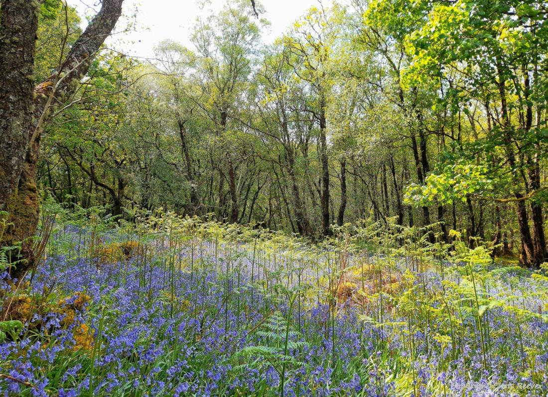 Gruline Bluebell Wood Isle of Mull Landscape Art by Chris Beever 8