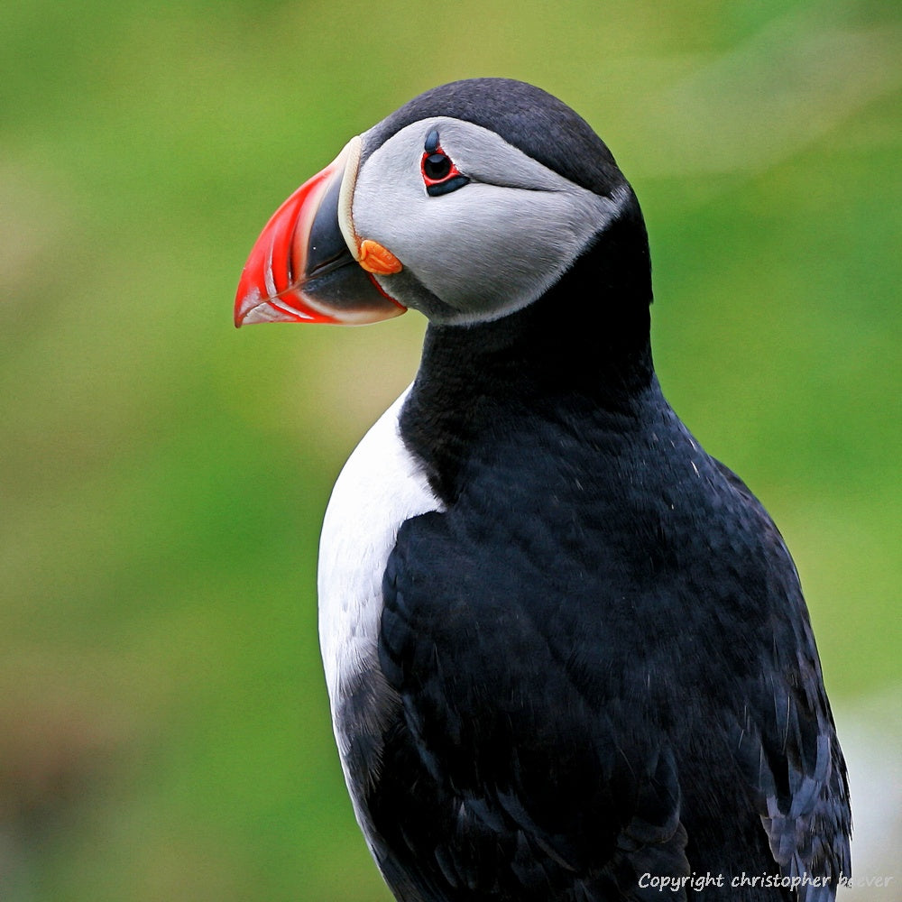 Square UK British Wildlife Art & Photography by Christopher Beever 10
