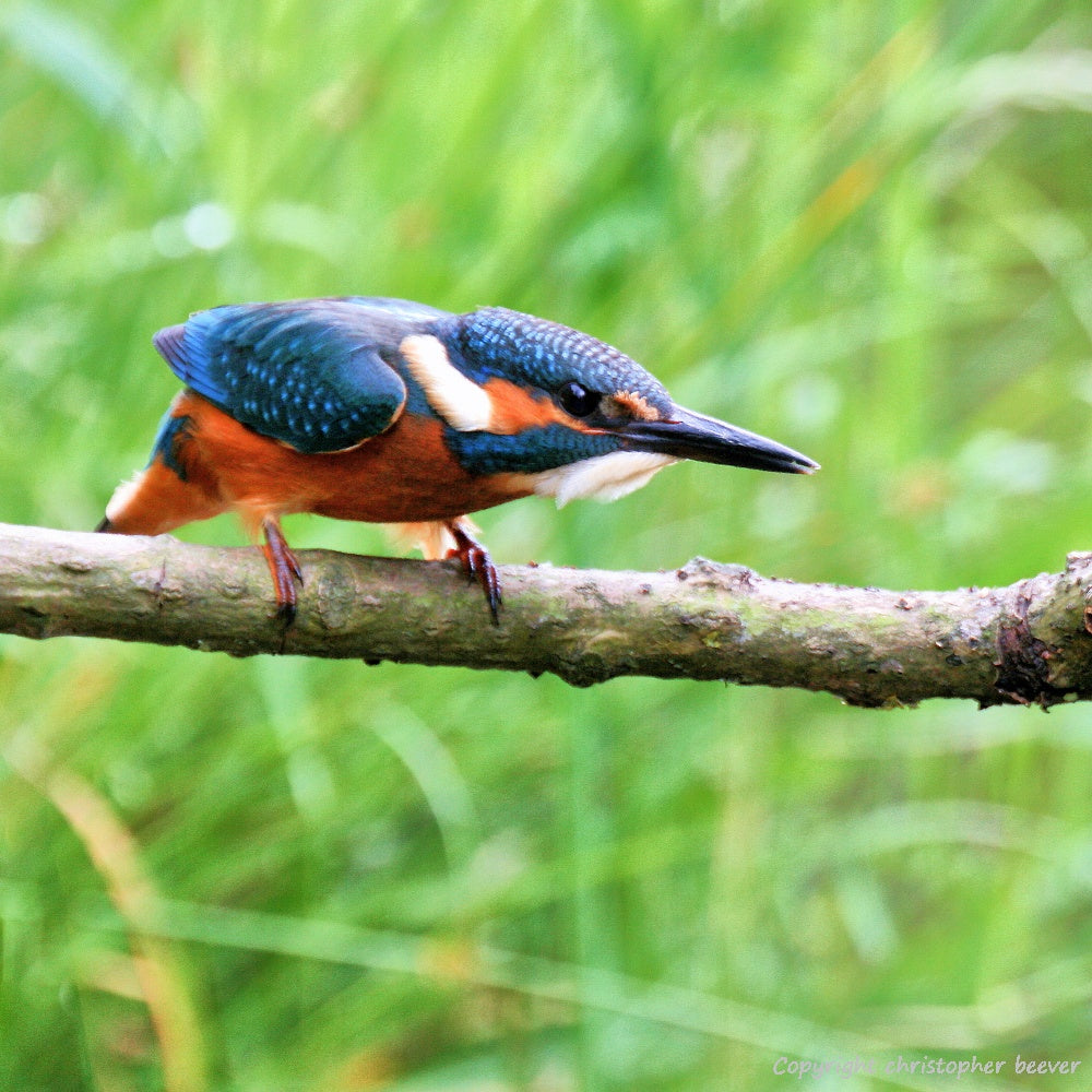 Square UK British Wildlife Art & Photography by Christopher Beever 11