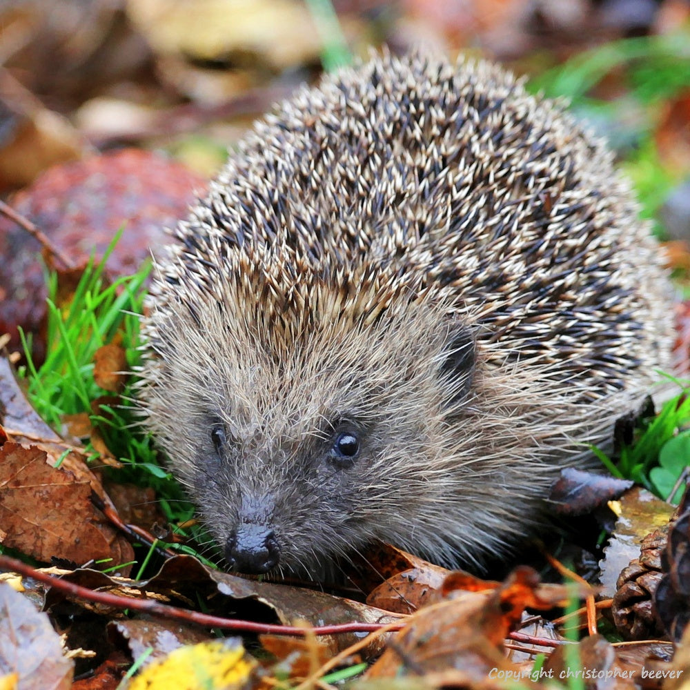 Square UK British Wildlife Art & Photography by Christopher Beever 12