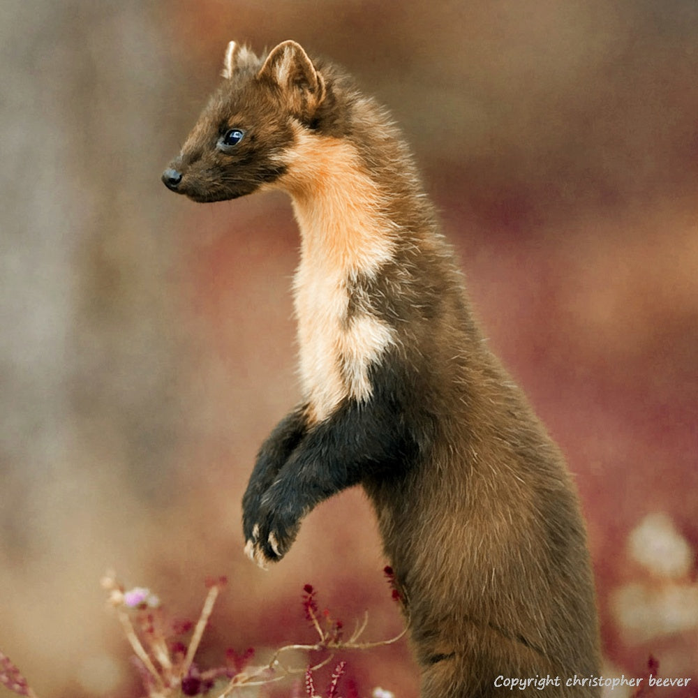 Square UK British Wildlife Art & Photography by Christopher Beever 13