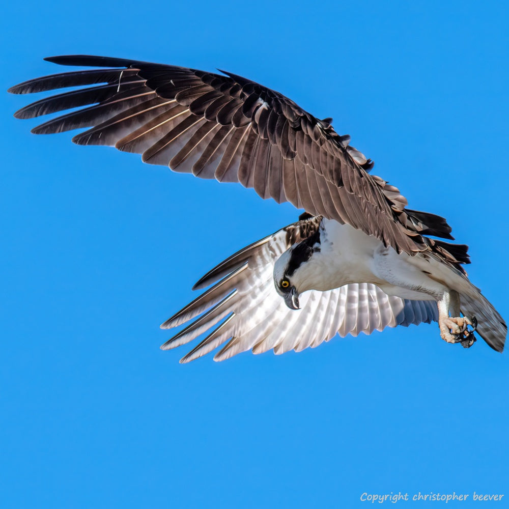 Square UK British Wildlife Art & Photography by Christopher Beever 14