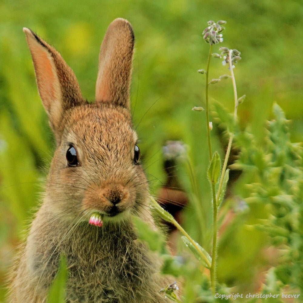 Square UK British Wildlife Art & Photography by Christopher Beever 15