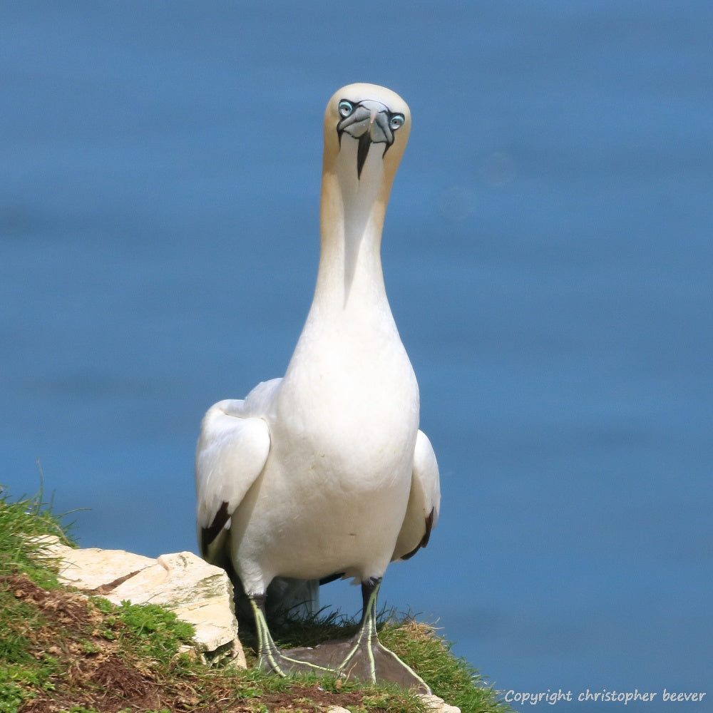 Square UK British Wildlife Art & Photography by Christopher Beever 16