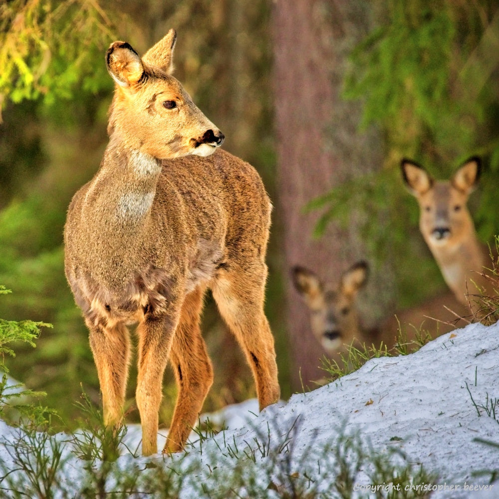 Square UK British Wildlife Art & Photography by Christopher Beever 17