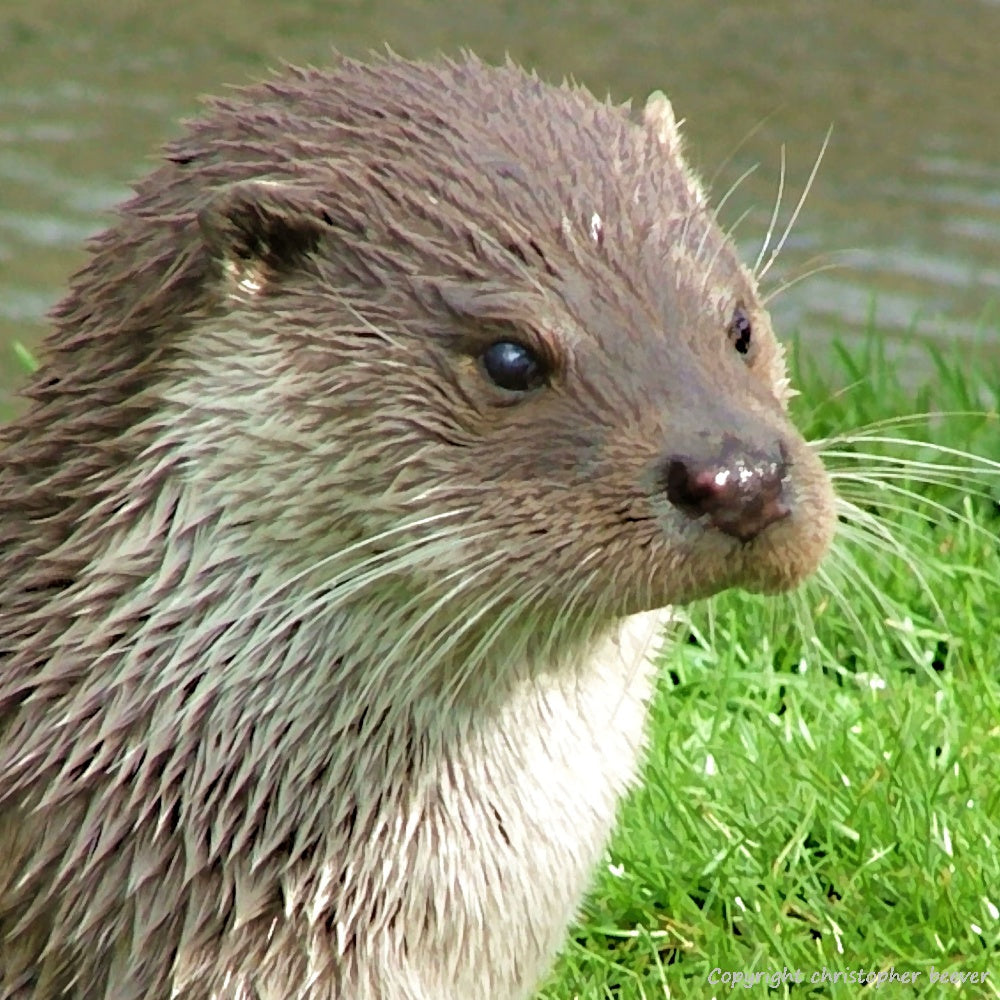 Square UK British Wildlife Art & Photography by Christopher Beever 18