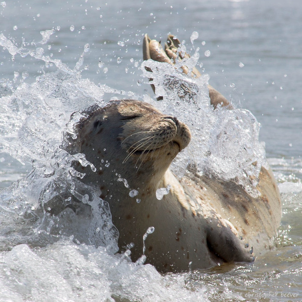 Square UK British Wildlife Art & Photography by Christopher Beever 19