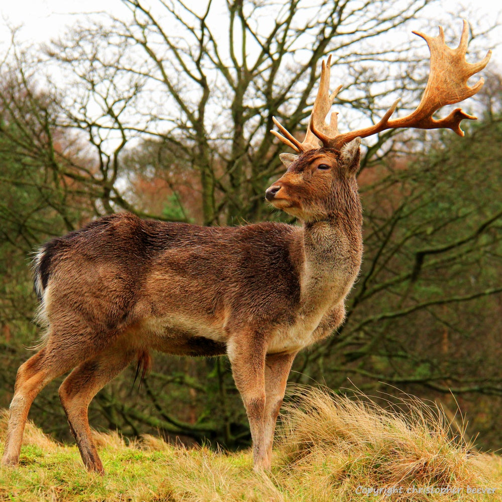 Square UK British Wildlife Art & Photography by Christopher Beever 20