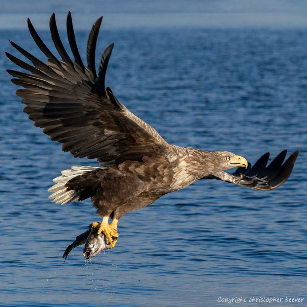 Square UK British Wildlife Art & Photography by Christopher Beever 21