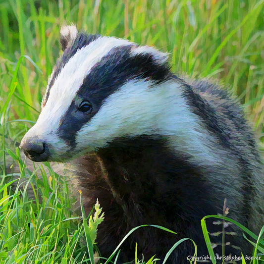 Badger British Wildlife Art & Photography by Wigan UK Artist and Photographer Christopher Beever Available as a small to XXL, Square, wildlife Canvas Print, Wildlife Framed Print, Wildlife print Cushion, Wildlife print Poster, Wildlife print sofa throw, wildlife print blanket, wildlife print Wall Art, wildlife print Blanket.