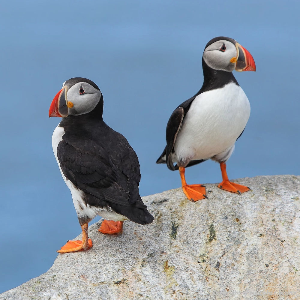 Square UK British Wildlife Art & Photography by Christopher Beever 23