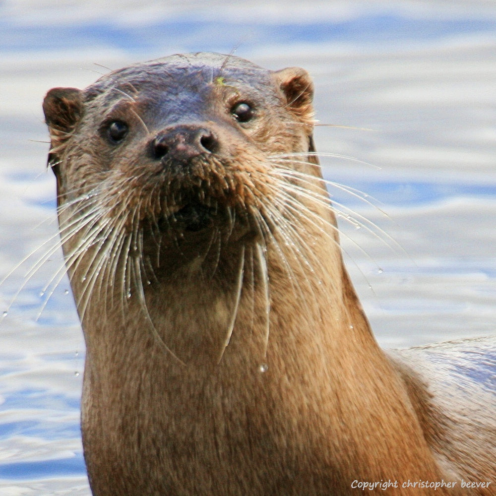 Square UK British Wildlife Art & Photography by Christopher Beever 24