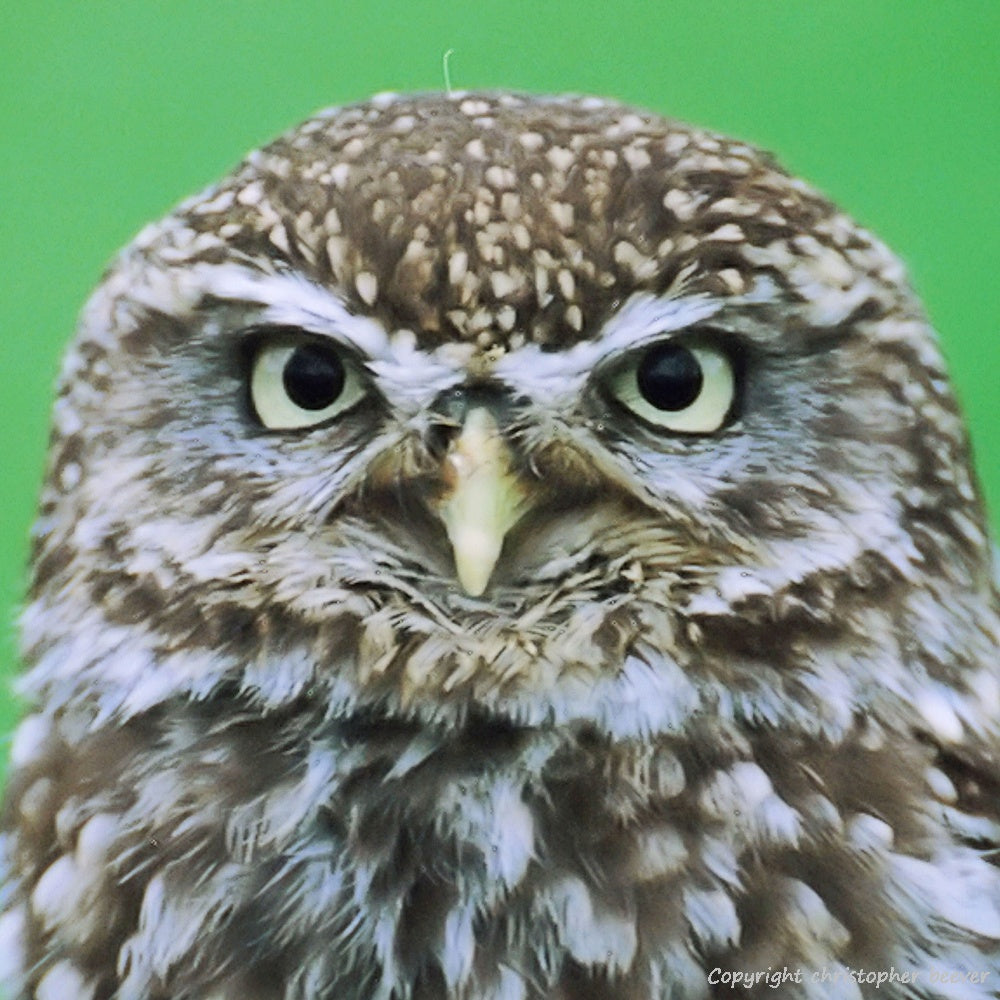 Square UK British Wildlife Art & Photography by Christopher Beever 26