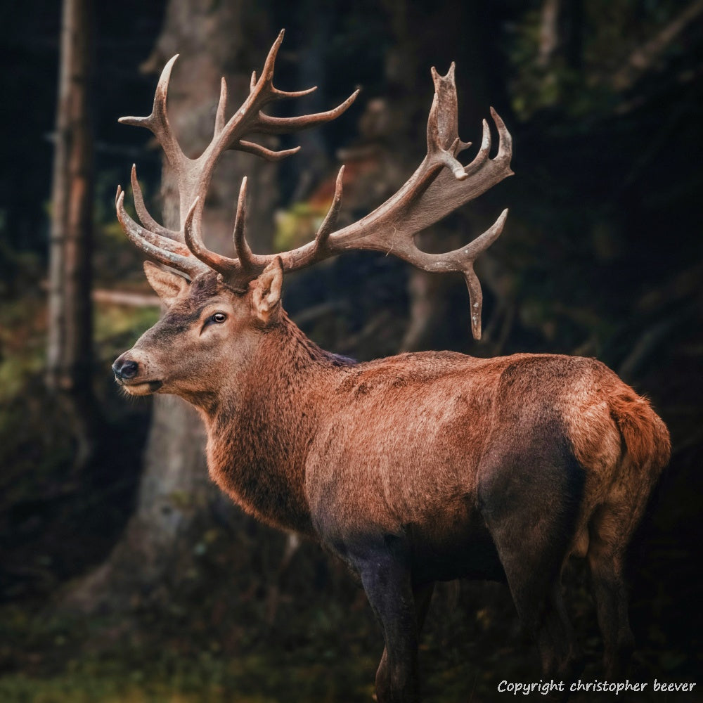 Square UK British Wildlife Art & Photography by Christopher Beever 27