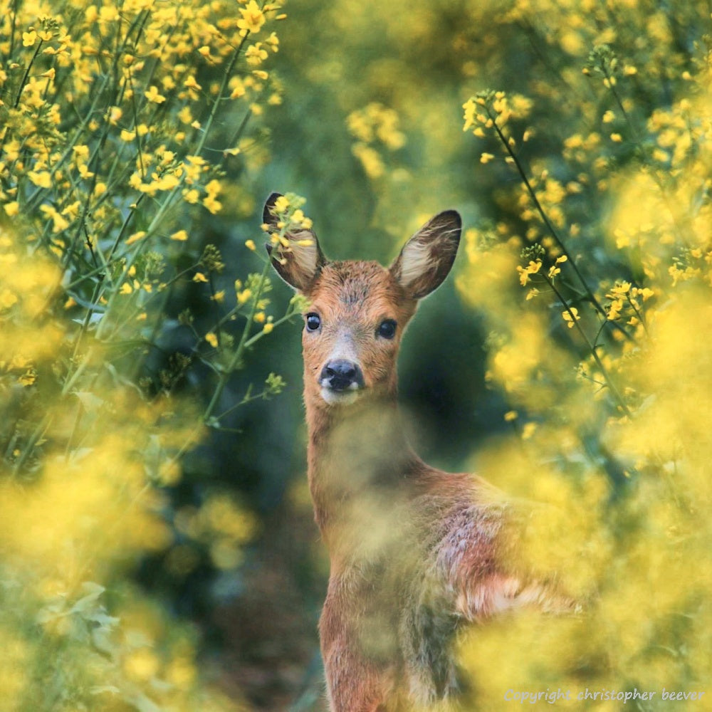 Square UK British Wildlife Art & Photography by Christopher Beever 28