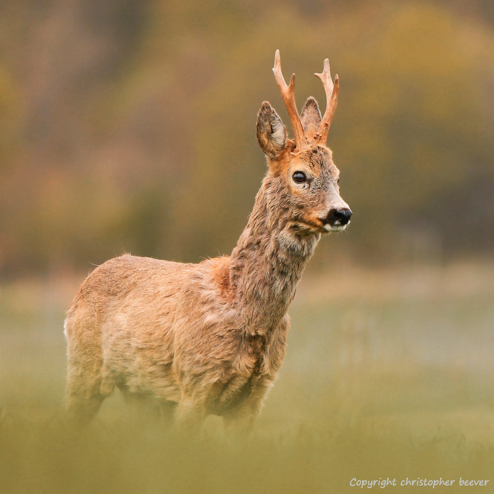 Square UK British Wildlife Art & Photography by Christopher Beever 29