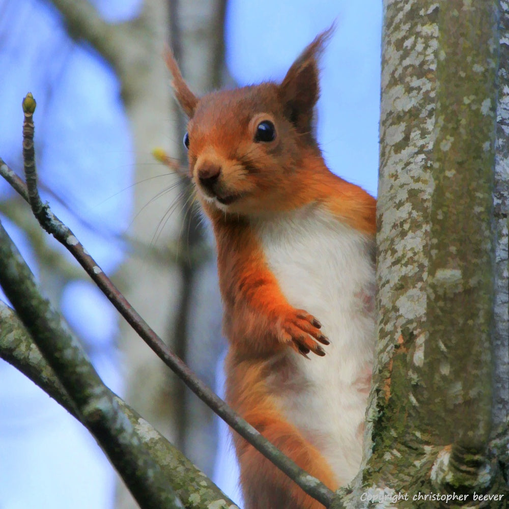 Square UK British Wildlife Art & Photography by Christopher Beever 3